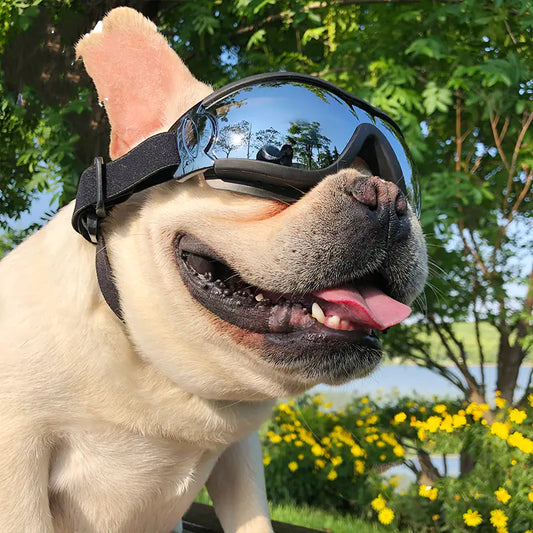Dog Sunglasses - Windproof Goggles for Pets